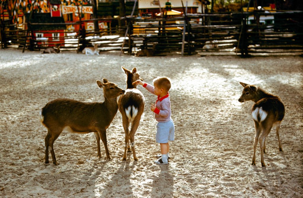 A young boy plays with a fawn and deer at a petting zoo, 1962.